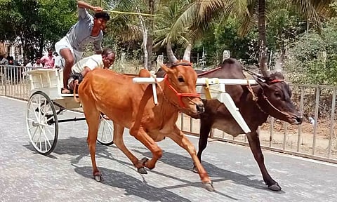 போட்டியில் மாடுகள் இலக்கை நோக்கி சீறி பாய்ந்த காட்சி.&nbsp;