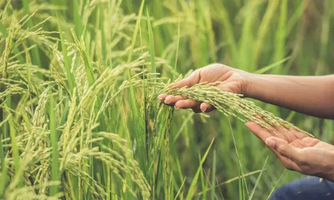 குறுவை சாகுபடியில் நோயை கட்டுப்படுத்துவது எப்படி? - வேளாண் அதிகாரி விளக்கம்