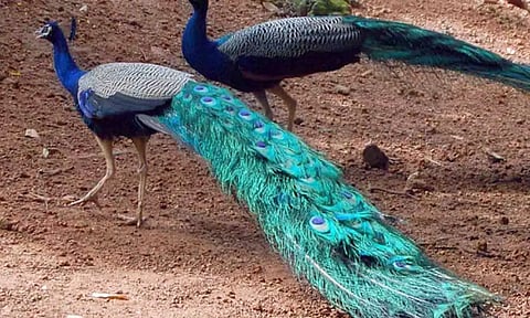 கோப்புபடம்.