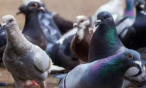 புறாக்கள் தொல்லையால் கணவனை பிரிந்து சென்ற மனைவி