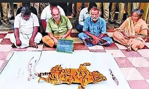 புலித்தோலுடன் கைது செய்யப்பட்டவர்களை படத்தில் காணலாம்.