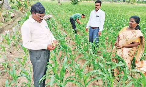 மக்காச்சோளம் பயிரில் படைப்புழு தாக்குதலை கட்டுப்படுத்த வேளாண் இணை இயக்குனர் ஆலோசனை
