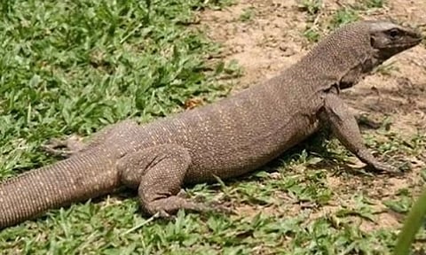 கூடலூர் அருகே ராட்சத உடும்பு நடமாட்டம்