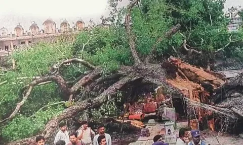 கோவில் வளாகத்தில் முறிந்து விழுந்த அரச மரத்தை காணலாம்