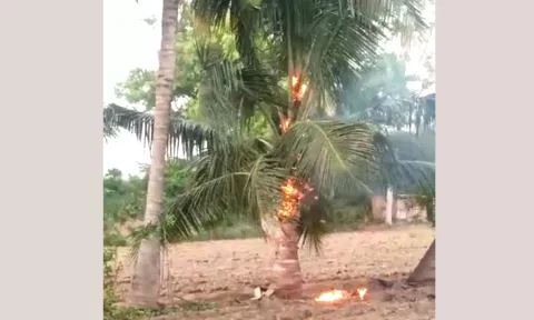 சூலூர் அருகே மின்னல் தாக்கி தீப்பிடித்து எரிந்த தென்னை மரங்கள்
