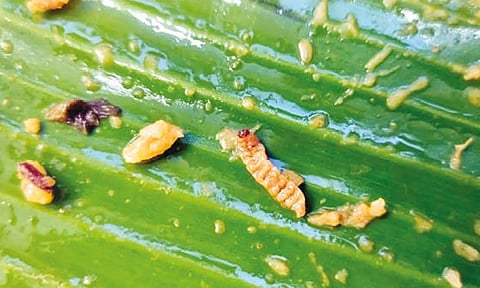 ராமநாதபுரத்தில் ஓட்டல் பிரியாணியில் புழு கிடந்ததால் பரபரப்பு