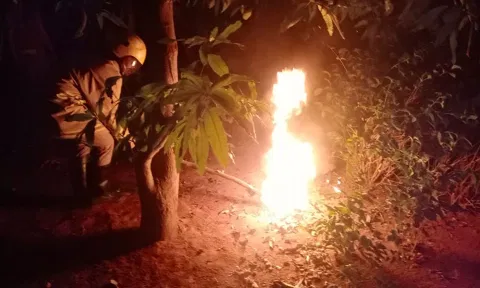 மங்கலம்பேட்டை அருகே மா மரத்தில் இருந்த விஷ வண்டுகளை அகற்றிய காட்சி.