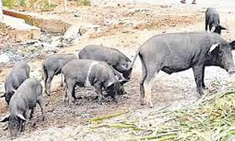 பல்லாவரம் இ.இ.நகரில் பன்றிகள் தொல்லை அதிகரிப்பு