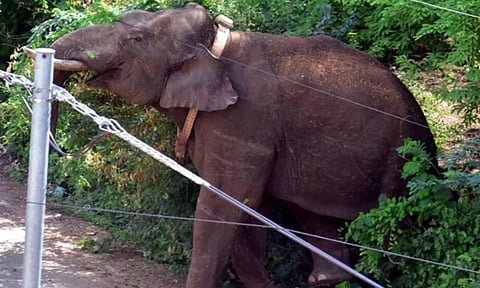 முத்துக்குழி வனப்பகுதியில் விடப்பட்டது: அரிசிக்கொம்பன் யானையை வனத்துறையினர் தொடர்ந்து கண்காணிப்பு