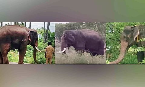 அரிசி கொம்பனை பிடிக்க வரவழைக்கப்பட்ட 3 கும்கிகளுக்கு தினமும் ரூ.20 ஆயிரத்துக்கு உணவு