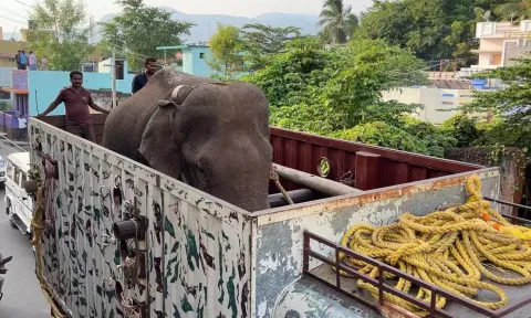 அரிசிக்கொம்பன் யானையை கேரளாவில் விடக்கோரிய வழக்கு- சிறப்பு அமர்வுக்கு மாற்றி மதுரை ஐகோர்ட் உத்தரவு