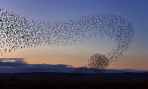 திறள் நுண்ணறிவு  தொழில் நுட்பம்