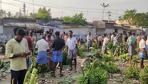 பரமத்தி வேலூர் தினசரி வாழைத்தார் ஏலம் மார்க்கெட்டில் வாழைத்தார்களை விவசாயிகள் விற்பனைக்கு கொண்டு வந்திருந்த போது எடுத்த படம்.