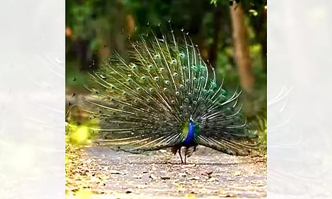 தோகை விரித்து ஆடிய மயில்