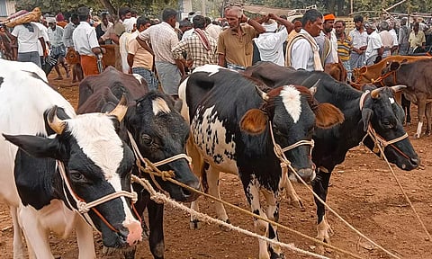 புளுதியூர் வாரச்சந்தையில் ரூ.42 லட்சத்திற்கு கால்நடைகள் விற்பனை