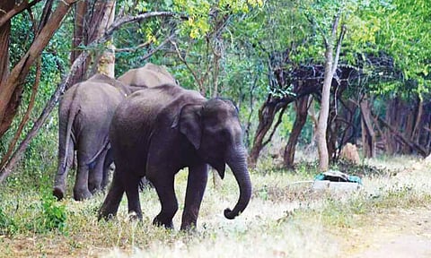 உடுமலை-மூணாறு சாலையில் உலா வரும் யானைகள்: வாகன ஓட்டிகளுக்கு வனத்துறை எச்சரிக்கை