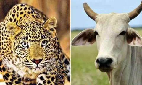 கோப்புபடம்.