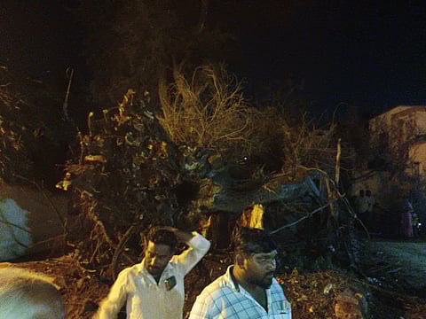 புளியமரம்&nbsp; வேரோடு சாய்ந்து கிடப்பதை படத்தில் காணலாம்.