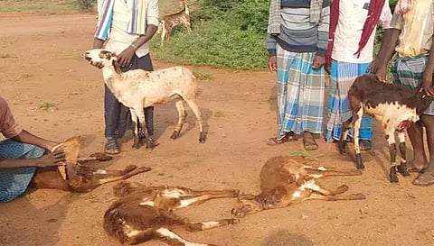 நாமக்கல்லில் வெறிநாய் கடித்து 29 ஆடுகள் சாவு