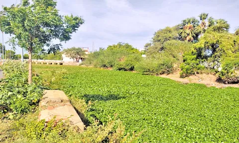 தண்ணீர் தெரியாதபடி அமலைச்செடிகளால் சூழப்பட்டுள்ள பாளையங்கால்வாய்.