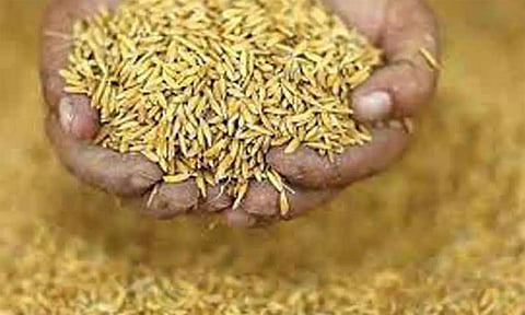 குறுவை பட்டத்துக்கு தேவையான விதை நெல் மானியத்தில் வினியோகம்