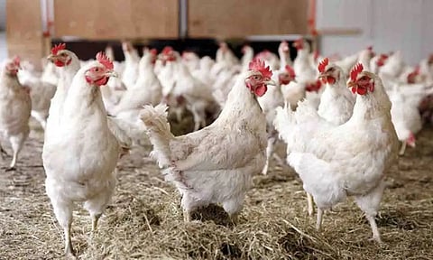 கோப்புபடம்.