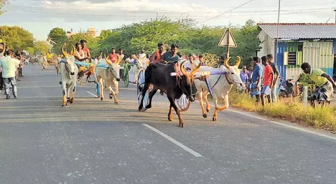 போட்டியில் சீறி பாய்ந்த காளைகளை படத்தில் காணலாம்.