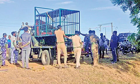 கரடியை பிடிக்க கூண்டு வைக்கப்பட்டுள்ள காட்சி.