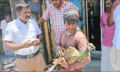 மீட்கப்பட்ட மயில்.