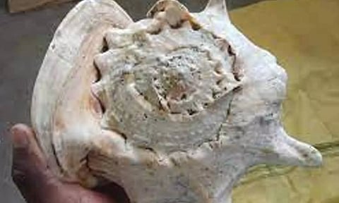 கோமடி சங்கு