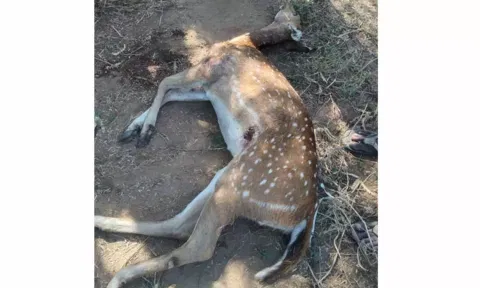 மீஞ்சூர் அருகே இறந்து கிடந்த புள்ளி மான்