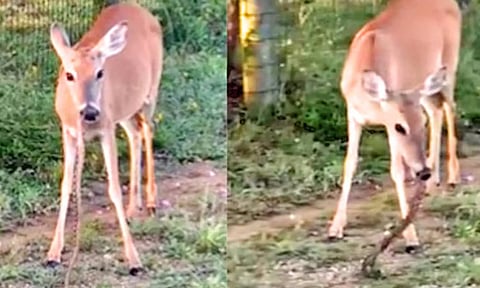 பாம்பை கடித்து விழுங்கிய மான்