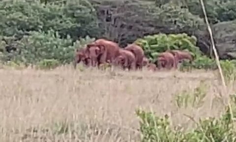 மருதமலை அடிவாரத்தில் குட்டிகளுடன் 20-க்கும் மேற்பட்ட காட்டு யானைகள் முகாம்
