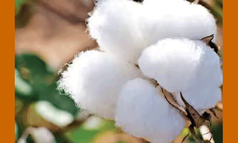 பருத்தி பஞ்சு விலை சரிவு
