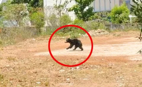 நாங்குநேரியில் ஊருக்குள் புகுந்த கரடியை பிடிக்க 4-வது நாளாக  வனத்துறையினர் கண்காணிப்பு