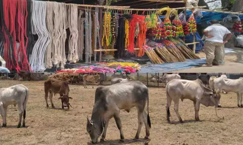 கோப்புபடம்.