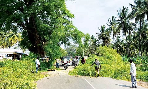 திருப்பத்தூரில் சாலை விரிவாக்க பணிக்காக மரங்கள் வெட்டப்பட்ட காட்சி.
