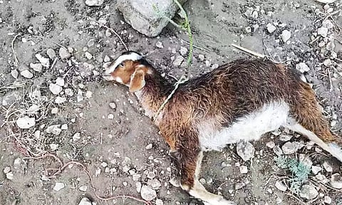 நாய் கடித்து இறந்த ஆட்டுடன் வந்து போலீஸ் நிலையத்தில் விவசாயி புகார்