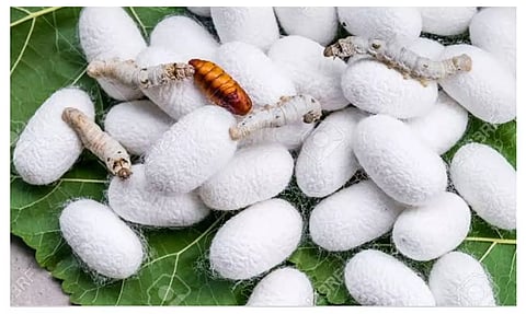 பட்டுக்கூடுகள் விலை அதிகரிப்பு