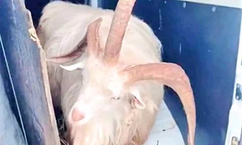 3 கொம்புகளை கொண்ட ராட்சத கிடா