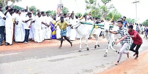 அ.தி.மு.க. சார்பில் மாட்டு வண்டி பந்தயம்
