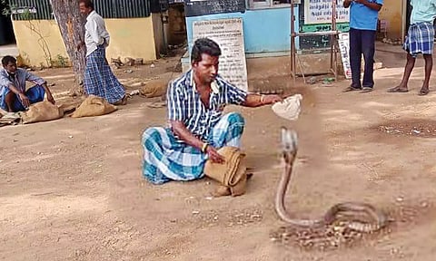 அரசு போக்குவரத்து கழக பணிமனையில் 24 பாம்புகள் பிடிபட்டன