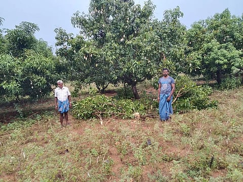 மரங்களை சேதப்படுத்தி யானைகள் அட்டகாசம்