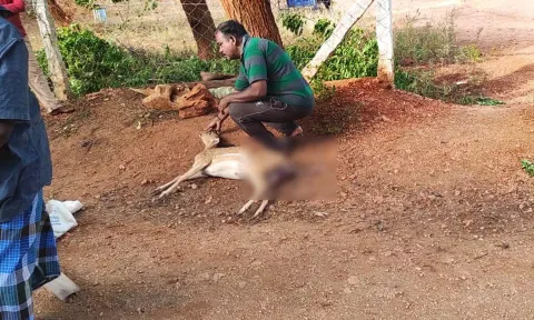இறந்து கிடந்த மானை வனத்துறையினர் ஆய்வு செய்த காட்சி.