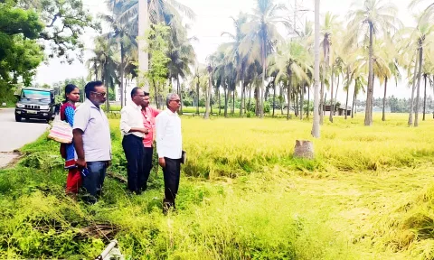 நெமிலி வட்டார பகுதிகளில் மழையால் நெற்பயிர்கள் சேதம்