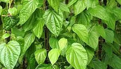 பரமத்திவேலூரில் வெற்றிலை விலை வீழ்ச்சியால்  விவசாயிகள் கவலை