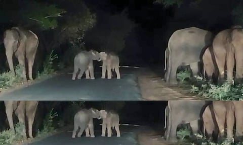 குடியிருப்பு அருகே முகாமிட்ட யானை கூட்டம்- சாலையில் விளையாடி மகிழ்ந்த குட்டி யானைகள்