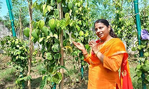 புதிய மிளகு ரக செடியுடன் பெண் வேளாண் விஞ்ஞானி லட்சுமி.&nbsp;