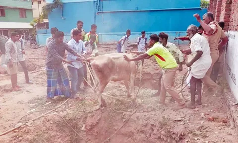 பள்ளத்தில் விழுந்த பசுமாடு பத்திரமாக மீட்கப்பட்டது.