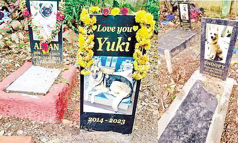 செல்ல பிராணிகளுக்காக கண்ணீர் சிந்தும் சென்னைவாசிகள்